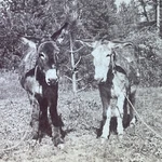 Antique 1900 Two Donkeys Rest Yosemite Park Stereoview Photo Card P4005. Fixed Price $24.99.